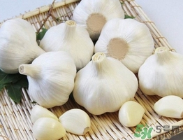 新蒜頭什么時(shí)候上市？新蒜頭幾月份上市