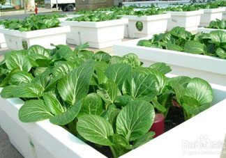 7月份種什么蔬菜？七月份適合種植哪些蔬菜？