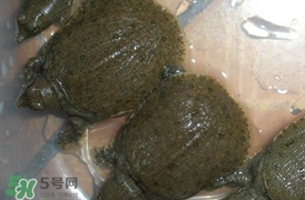 野生甲魚吃什么？野生甲魚幾年可以長5斤？