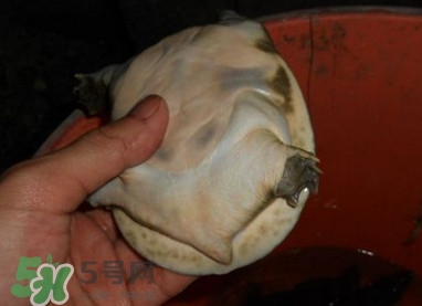 如何區(qū)分野生甲魚？野生甲魚辨識圖片