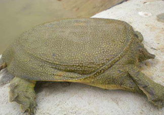 如何區(qū)分野生甲魚？野生甲魚辨識圖片