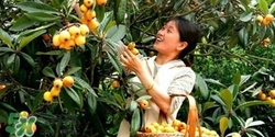孕婦怎么吃枇杷好？孕婦能吃枇杷膏嗎？