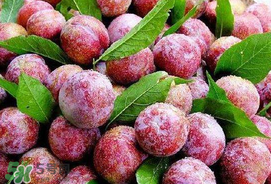 芒種吃什么水果？芒種吃什么水果好？