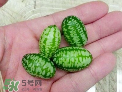 迷你拇指西瓜怎么種？迷你西瓜種植方法