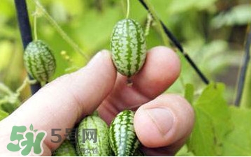 迷你西瓜種子哪兒有賣？迷你西瓜種子哪里可以買