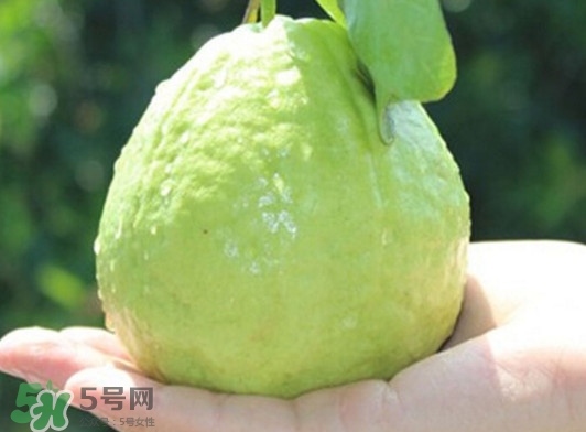 番石榴什么時(shí)候吃最好？番石榴什么季節(jié)吃最好