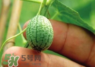 迷你拇指西瓜怎么種？迷你西瓜種植方法