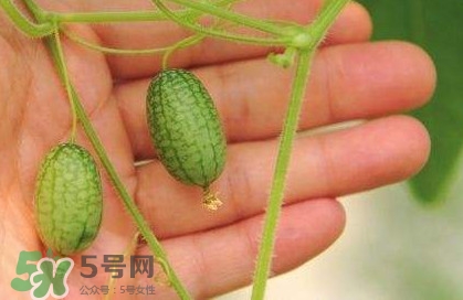 迷你西瓜種子哪兒有賣？迷你西瓜種子哪里可以買