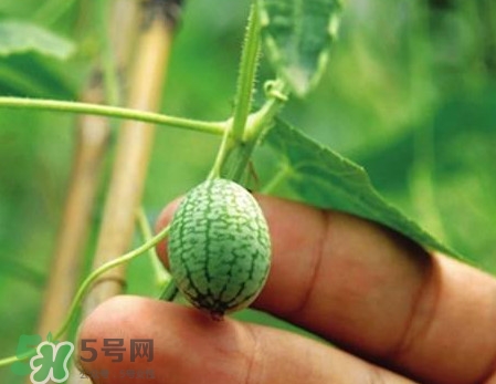 迷你西瓜是轉(zhuǎn)基因水果嗎？迷你西瓜是不是轉(zhuǎn)基因？