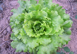 六月份可以種生菜嗎？夏天可以種生菜嗎？