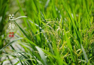 2017年芒種會下雨嗎？2017年芒種雨好嗎？