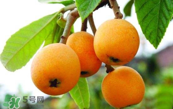 孕婦能吃枇杷嗎？孕婦吃枇杷對胎兒好嗎？