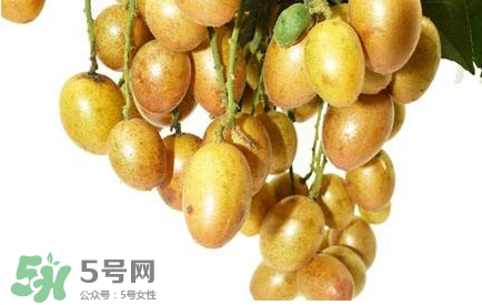 黃皮果怎么扦插？黃皮果種植技術