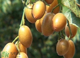 雞心黃皮幾年才掛果？雞心黃皮如何種植管理