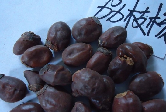荔枝核有毒嗎？荔枝核能吃嗎