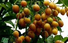 黃皮果怎么扦插？黃皮果種植技術