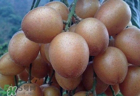 黃皮果怎么保存？黃皮果如何保存