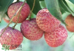 荔枝吃多了會(huì)怎么樣？荔枝上火怎么辦？