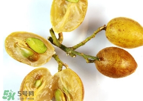 黃皮能放冰箱嗎？黃皮可以放冰箱保鮮幾天？