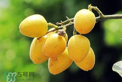雞心黃皮幾年才掛果？雞心黃皮如何種植管理