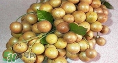 怎么腌制黃皮果？黃皮果的腌制方法