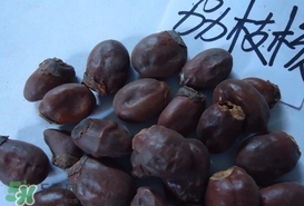荔枝核怎么吃？荔枝核的功效與作用