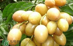 黃皮果怎么扦插？黃皮果種植技術