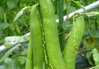 刀豆什么時候播種？刀豆幾月份播種
