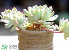 六月份可以買多肉嗎？六月可以種多肉嗎？