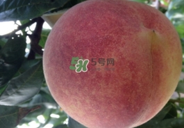 血桃多少錢一斤2017？血桃哪個品種最好吃