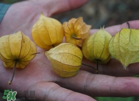 花姑娘水果怎么吃？花姑娘水果吃之前要洗嗎？