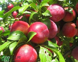 油桃怎么保存不會(huì)變軟？油桃怎么保存時(shí)間長？