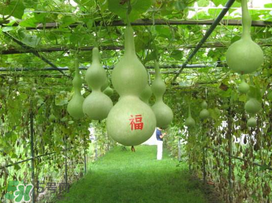 六月份可以種葫蘆嗎？葫蘆幾月份種？