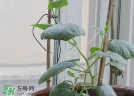 六月份可以種葫蘆嗎？葫蘆幾月份種？