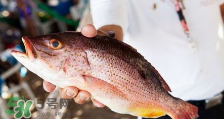 鱸魚(yú)刺多嗎？鱸魚(yú)適合做給寶寶吃嗎？