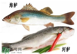 海鱸魚多少錢一斤2017？淡水鱸魚多少錢一斤？