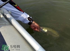 釣海鱸魚什么時(shí)候最好？釣海鱸魚用什么樣的魚餌？