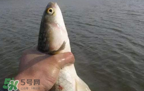 釣海鱸魚什么時(shí)候最好？釣海鱸魚用什么樣的魚餌？