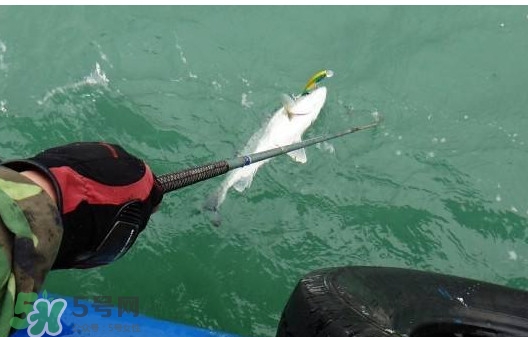 釣海鱸魚什么時(shí)候最好？釣海鱸魚用什么樣的魚餌？