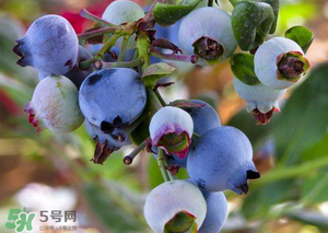 蘋果和藍(lán)莓能一起吃嗎？蘋果和藍(lán)莓干能一起吃嗎？