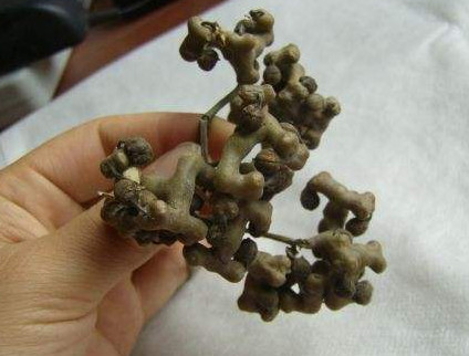 拐棗什么時候成熟？拐棗是什么樣的呀