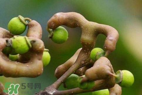 萬壽果多少錢一斤2017？萬壽果什么時(shí)候成熟