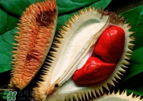 紅肉榴蓮是什么品種？紅色的榴蓮是什么品種？
