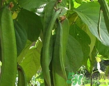 刀豆是蔬菜嗎？刀豆是蔬菜還是糧食？