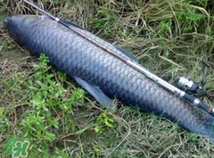 釣青魚(yú)怎么調(diào)漂圖解？釣青魚(yú)最佳調(diào)漂是幾目