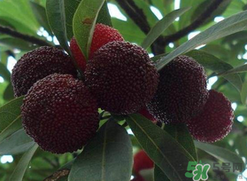 楊梅和芒果能一起吃嗎？吃完楊梅可以吃芒果嗎？