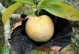 奈李什么時(shí)候成熟？奈李孕婦能吃嗎？