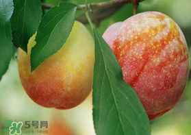 奈李什么時(shí)候成熟？奈李孕婦能吃嗎？
