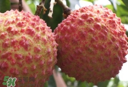 荔枝什么品種最好吃？什么品種的荔枝最貴