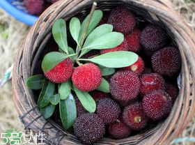 楊梅籽可以種嗎？楊梅籽怎么種小盆栽?？